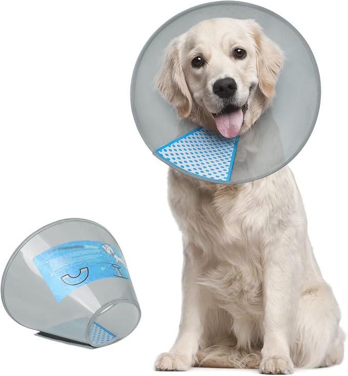 Bringing Your Pet Home After Surgery: A Recovery Room Checklist