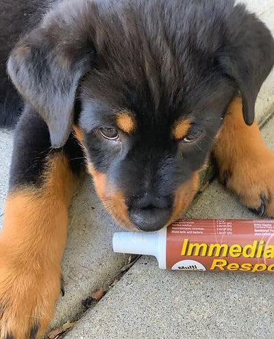 Digestive Support Paste for Large Animals, 80ml Tube | Fast-acting digestive support paste formulated for large animals experiencing digestive upset and gut stress.