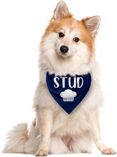Stud Muffin Dog Bandana, Pet Scarf Accessories for Small Medium Dogs Cats Photo Prop, Funny Pet Bandana, Blue Dog Bandanas, Perfect Birthday for Dogs Lovers