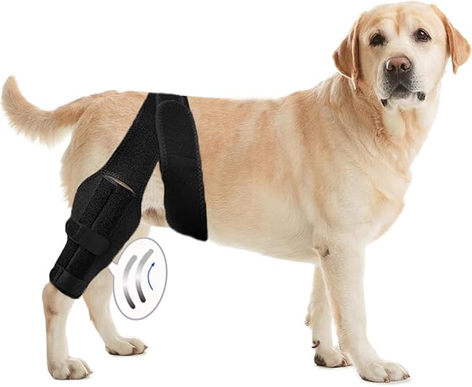 M Dog Leg Braces for Back Leg for Support with Cruciate Ligament Injury-Better Recovery with Dog Knee Brace for Torn Acl Hind Leg-Adjustable Hip Dysplasia Dog Acl Brace Hind Leg Rear