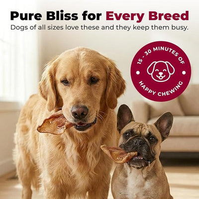 Best Pet Supplies GigaBite Whole Pig Ears for Dogs, 80 Pack - All-Natural Slow-Roasted Chews that Clean Teeth and Satisfy Aggressive Chewers