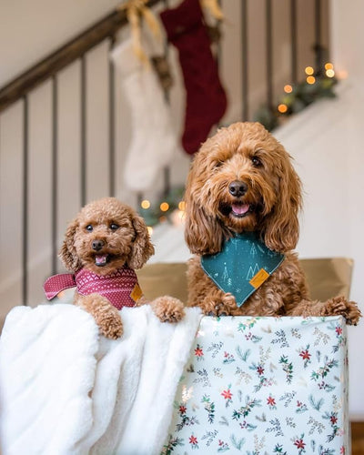 Remy+Roo Dog Bandanas - 2 Pack | Evergreen Christmas Dog Bandanas Set | Premium Durable Fabric | Patented Shape Bandanas for Dogs (Evergreen, Small)