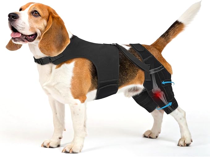 Dog Knee Brace for Torn ACL Hind Leg– Dog Leg Brace with Metal Stabilizers for Dogs with Torn ACL, Luxating Patella, Ligament Injuries & Hip Dysplasia, Limping or Osteoarthritis Recovery, M