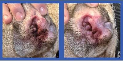 Squishface Ear Wipes – Finger Wipe Dog Ear Itch & Cleaner, 60 Count
