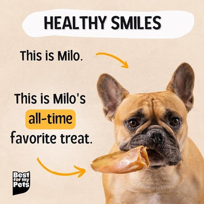 Best For My Pets Pig Ears for Dogs (Whole, 60 Pack), Healthy, Highly Digestible All Natural Pigs Ears Long-Lasting Dog Chews, Pork Dog Chew Treat Bulk