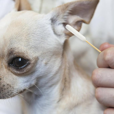 Egaageoi 200 Pcs 6-Inch Long Cotton Swabs for Dog Ears with Bamboo Handle | for Dog Ear Care, Gun Cleaning, Electronics Cleaning, Makeup, Crafts | with Soft Cotton, Gentle Lint-Free Tips for Pet Owner