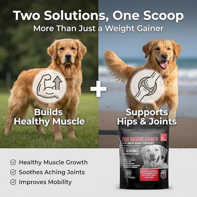 Dog Weight Gainer with Hip and Joint Support - Weight Gain Supplements for Dogs - Canine and Dog Muscle Builder - 90 Servings of Delicious BBQ Beef Flavor Powder - Made in The USA
