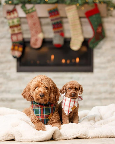 Remy+Roo Dog Bandanas - 2 Pack | Holiday Plaids Christmas Dog Bandanas Set | Premium Durable Fabric | Patented Shape Bandanas for Dogs (Holiday Plaids, Small)
