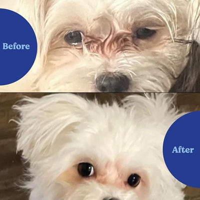 Angels' Eyes Natural Tear Stain Prevention Soft Chews for Dogs | Chicken Formula | 120 Count | Daily Supplement to Reduce Eye Stains | No Wheat or Corn | Cranberry & Marshmallow Root | Made in USA