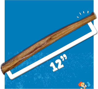Jack&Pup 12 Inch Bully Sticks for Medium Dogs | Thick Odor Free Bully Sticks Long Lasting | All Natural, 100% Beef Pizzle Sticks (1 Pack)