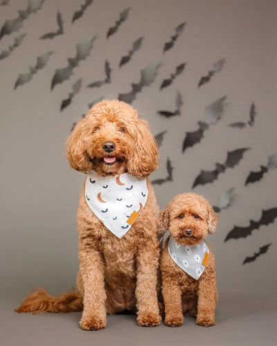 Remy+Roo Dog Bandanas - 2 Pack | Wicked Halloween Dog Bandanas Set | Premium Durable Fabric | Patented Shape Bandanas for Dogs (Halloween, X-Large)