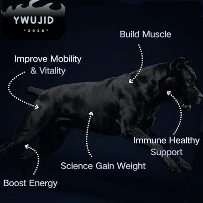 Muscle Gain Chews Dog Weight Gainer Supplements with High Protein & Canine Amino Acids Puppy Vitamins Canine Muscle Builder Formula for Bully & All Breeds Puppies & Adult & Senior Dogs-100