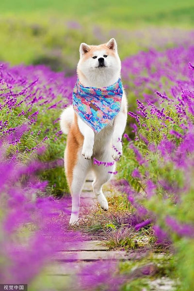 Lionheart Colorful Dog Bandana - Washable Soft Dog Scarf, Square Adjustable for Medium-Large Dogs