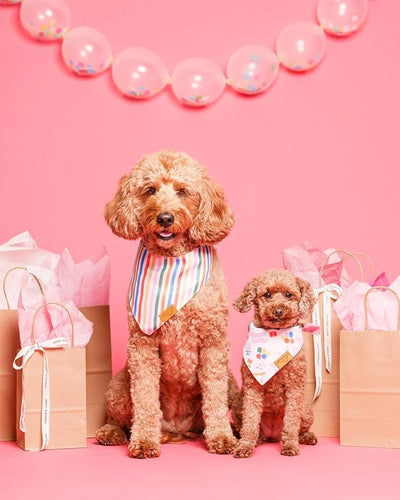 Remy+Roo Polyester Dog Bandanas, X-Large, Pink Rainbow Stripe, 2 Pack, Birthday Theme, Adjustable, for Female Dogs