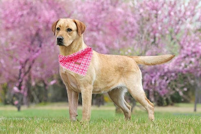 Lionheart Pink Plaid Dog Bandana - Washable Soft Dog Scarf, Square, Adjustable Bandana for Small Dogs