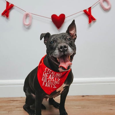 Stealing Hearts Blasting Farts Dog Bandana | 100% Cotton Adjustable Triangle | Made in USA | Valentine's Day | Cute & Funny |Red, One Size (983)