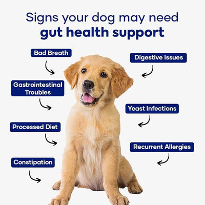 GastroQuel Dog Probiotic Chews – Gut Health, Occasional Diarrhea & Digestive Support | Probiotics for Dogs, Kaolin & Pectin | Yeast Infection Support & Anti Diarrhea for Dogs | Pack of 2