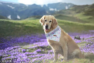 Lionheart glory Floral Print Dog Bandana 1 Pack Washable Soft Dog Scarf, Square Adjustable Girl Dog Bandanas for Small Dogs and Cats