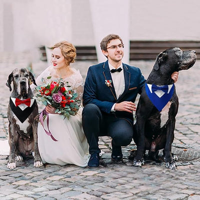 Tuxedo Dog Collar for Wedding Engagement and Birthday, Formal Dog Bandana Collar Costume with Bow Tie and Adjustable Buckle,Suitable for Small Medium Large Dog. (Blue, M)