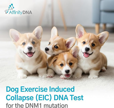 Dog Exercise Induced Collapse (EIC) DNA Test | Home Sample Collection Kit for 1 Canine | EIC Testing for Your Puppy | Results in 7 Working Days | A Complete Kit with No Extra Fees