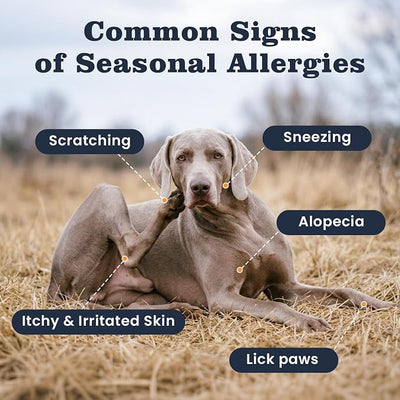 Dog Allergy Chews 200 Ct, Itch Relief for Dogs Immune Support Colostrum Probiotics & Omega 3 for Seasonal All Issues Allergies Skin & Coat, Itchy Skin & Paw Relief Bites, Made in USA Chicken Flavor