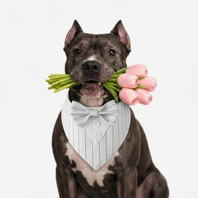 Dog Tuxedo, Adjustable Formal Wedding Outfit Bandana Dog Tux Collar with Bow Tie, Pet Birthday Valentines Outfit Cosplay(X-Large)