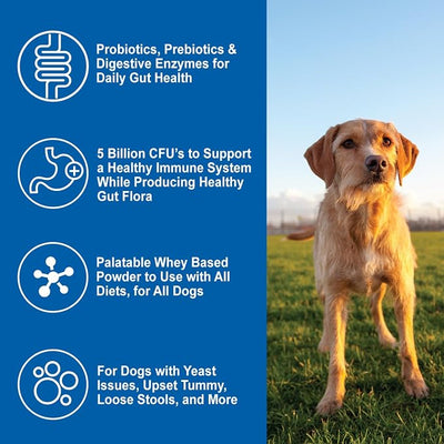 DOGZYMES Daily Balance Canine Supplement by Nature’s Farmacy – Probiotics + Prebiotics + Digestive Enzymes – 5 Billion CFUs – Whey Base – 1 lb (454 g)