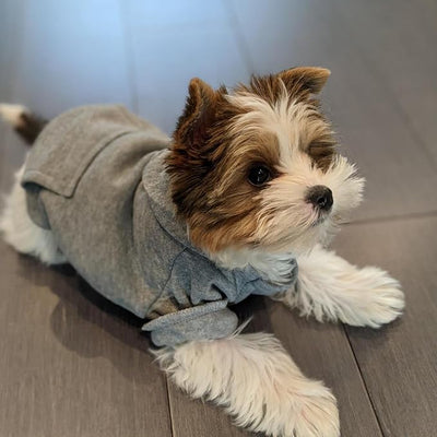 Jecikelon Soft Dog Hoodies for Small Dogs, Fleece Puppy Sweatshirt with Pockets, Warm Winter Cold Weather Coats for Pet Cat, Cute Clothes Puppy Costume (Grey, Small)