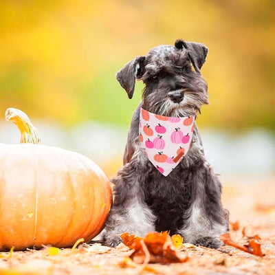PTDECOR Fall Dog Bandana, Pink Pumpkin Design Reversible Holiday Dog Scarf, Triangle Thanksgiving Bandanas for Small Dogs Puppies Cats (Small)