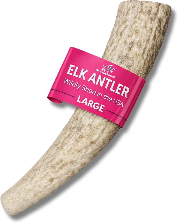 Onward Hound Elk Antlers for Dogs, 7 Inch+ Large Whole Antler Chew, Natural Dog Antler for Aggressive Chewers, Long Lasting Dog Chew, Single Ingredient, Low Odor No Greasy Mess, Made in USA, 1-Pack
