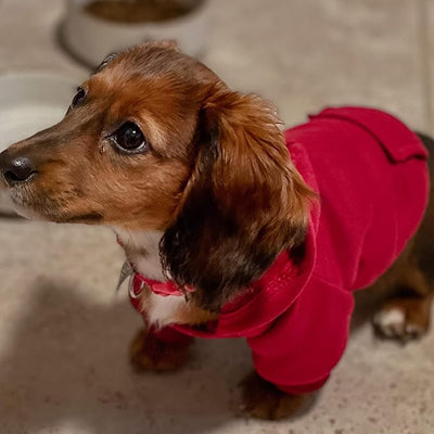 Jecikelon Soft Dog Hoodies for Small Dogs, Fleece Puppy Sweatshirt with Pockets, Warm Winter Cold Weather Coats for Pet Cat, Cute Clothes Puppy Costume (Wine red, Large)