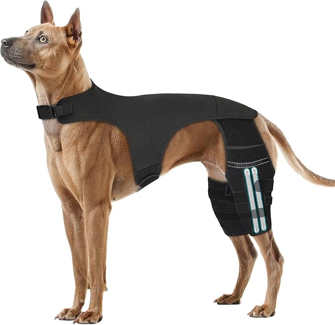 Adjustable Dog Knee Brace for ACL Tear and Arthritis Recovery - Dual Hind Leg Support with Harness Connection - Orthopedic Leg Brace for Joint Stability and Pain Relief in Dog (Large)
