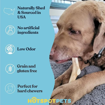 hotspot pets Deer Antlers for Dogs - 7+ Inch Large Dog Antler Chews Naturally Shed Antler Bone (4 Pack) for Large Breed Aggressive Chewers - Sourced in USA -Promotes Dental Hygiene- Rich in Calcium