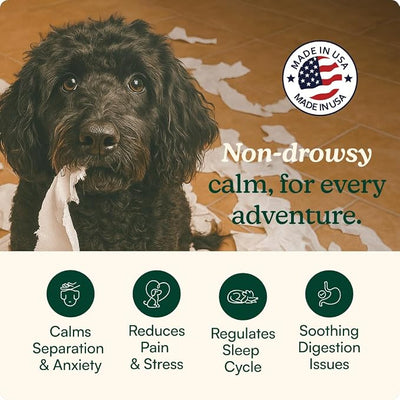 Reggie Anytime Calming Chews for Dogs | Dog Anxiety Relief with L-Theanine & Magnolia Barks | Dog Calming Treats for Separation Anxiety, Thunderstorms, Travel & Stress | 60 Soft Chews