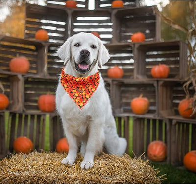 Lionheart glory Pumpkin Dog Bandana 1 Pack Washable Soft Dog Scarf, Square Adjustable Girl or Boy Dog Bandanas for Small Dogs and Cats