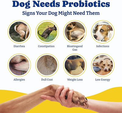 Probiotics for Dogs - Dog Probiotics for Digestive Health, Yeast, Itchy Skin, Gut Health, Immune & Skin - 6 Billion CFUs, 70 Soft Chews, Duck & Pear Flavor - with Prebiotics & Digestive Enzymes