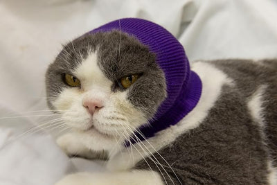 Cat Head Cover Ear Wrap Pinpoint Mesh Neck Cowl Cat Grooming Headband Snood for cat Purple+Blue S