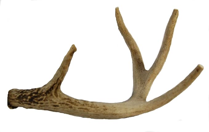 Big Dog Antler Chews - Whitetail Deer Antler Dog Chew, Medium, 8 Inches to 13 Inches Long, Natural, Healthy Long-Lasting Treat. for Medium to Large Size Dogs and Puppies.