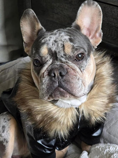 LESYPET Dog Leather Jacket for Small Dogs, Waterproof Dog Winter Jacket Puppy Coat with Fleece Lined, Ultra Warm Fur Collar Doggie Coat, Black XX-Large