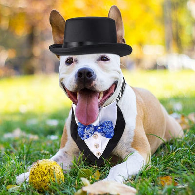Yewong 2 Pieces Pet Formal Accessories Set - Pet Top Hat with Formal Pet Tuxedo Bandana Collar Birthday Party Gradation Halloween Costumes Accessories for Dog Cat (Set-C) One Size