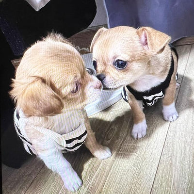 2 Pack Cotton Dog Clothes for Small Dog Girl Boy Striped Sleeveless Pet Tank Top Vest Breathable Puppy Shirt with Leash Ring Cute Cat Outfit for Tea Cup Poodle (Black Apricot, X-Small)