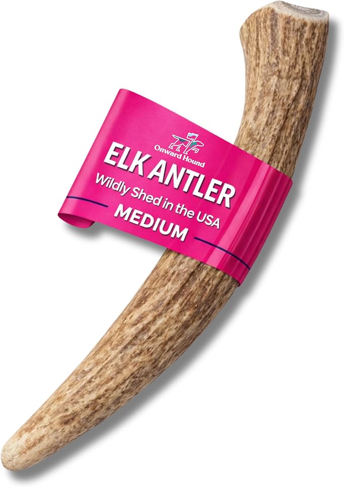 Onward Hound Elk Antlers for Dogs, 6 Inch+ Medium Whole Dog Antler Chew, Natural Long Lasting Dog Chew for Aggressive Chewers, Single Ingredient, Low Odor No Greasy Mess, Made in USA, 1-Pack