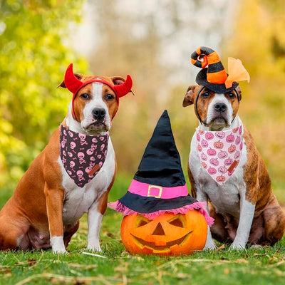 PTDECOR Halloween Dog Bandana, Pink Skeleton Pumpkin Reversible Holiday Dog Scarf, Triangle Female Halloween Bandanas for Large X-Large Dogs Pets (X-Large)