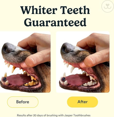 Jasper Dog Toothbrush, 360 Degree Pet Tooth Brushing Kit, Cat Toothbrush, Canine Dental Care & Teeth Cleaning Kit, Pet Finger Tooth Brush, Use with Dog Toothpaste, 4-Pack Multicolor