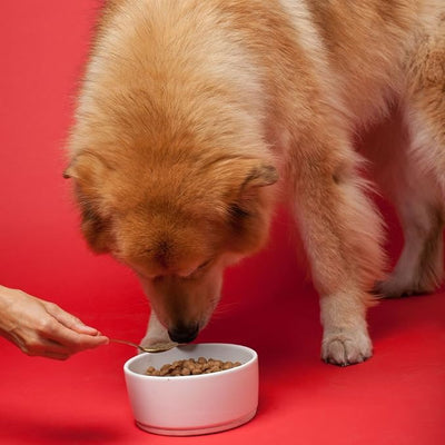 The Missing Link Senior Dog Supplement 1lb Bag - Powerful Powder Supports Bones, Joints, Skin, Coat, Heart, Eyes, Memory & Cognition