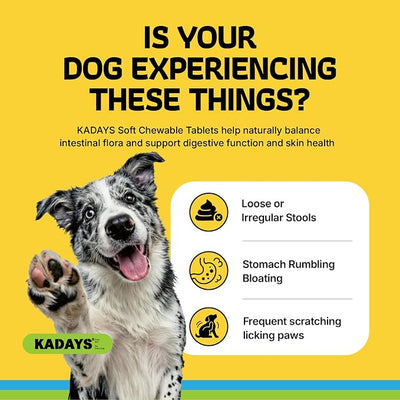 Probiotics for Dogs Probiotics for Digestive Health Dog Gut Health Probiotics Dog for Diarrhea Gut Immune Health Digestive Probiotic Chews for Dogs Itchy Skin Eases Bloating Chicken Flavor 200 Ct
