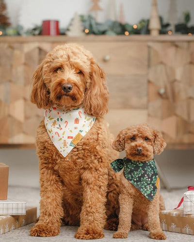 Remy+Roo Dog Bandanas - 2 Pack | Holly Christmas Dog Bandanas Set | Premium Durable Fabric | Patented Shape Bandanas for Dogs (Holly, Large)