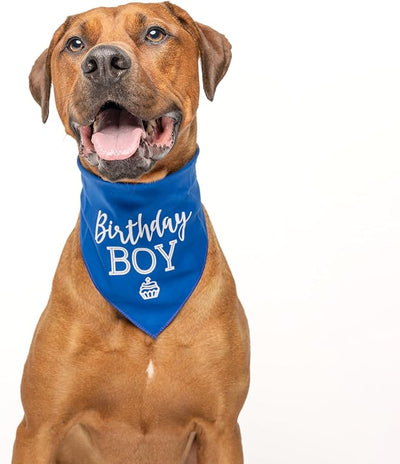 Birthday Boy with Cupcake Dog Bandana | 100% Cotton Tie Dye | Made in USA | Birthday | Pawty | Party Theme | Celebration Supplies | Photoshoot | One Size | Royal Scrunch (214)