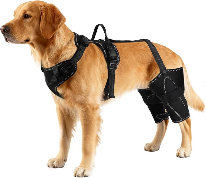 Dog Hip & Leg Support Harness for Mobility Assistance, Adjustable Rear Leg Brace with Lift Handle for Injured or Senior Dogs, Joint Stabilizing Hind Leg Support for Walking, Recovery (L)