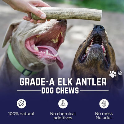 Devil Dog Pet Co. Elk Antlers for Dogs, Natural Dog Chew for Aggressive Chewers - Long Lasting and Odor Free - USA Sourced - Cleaner Teeth, Anxiety & Boredom Relief - Whole Small 4"+ 2 Pack